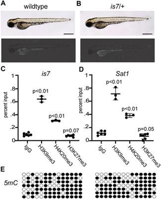 Uncovering Regulators of Heterochromatin Mediated Silencing Using a Zebrafish Transgenic Reporter